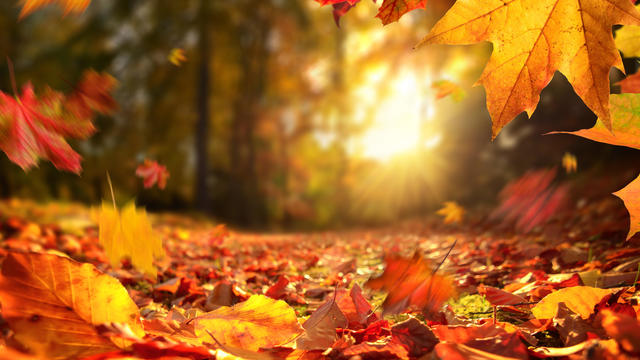 Fall colors, Tofte, Minnesota, September 2020, by Alex Kormann, Star Tribune 