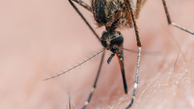 Mosquito bite, extreme close-up shot 