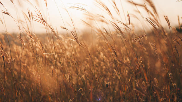 Field of dry yellow grass in warm sunlight at sunset in autumn 