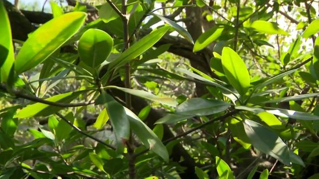 miami-proud-mangroves-sotvo-for-air.jpg 