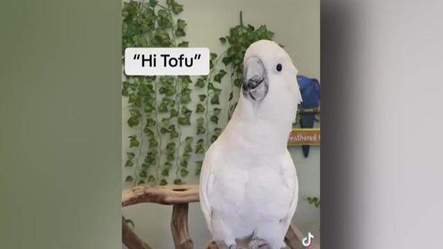 Tofu the Cockatoo 